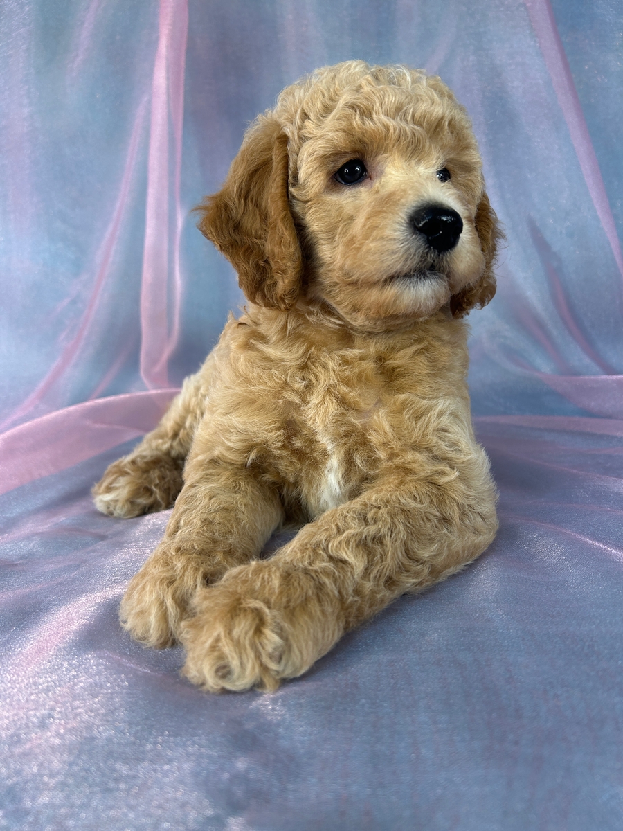 Male Bichon Poodle Puppy for Sale DOB 6-25-2026 $950